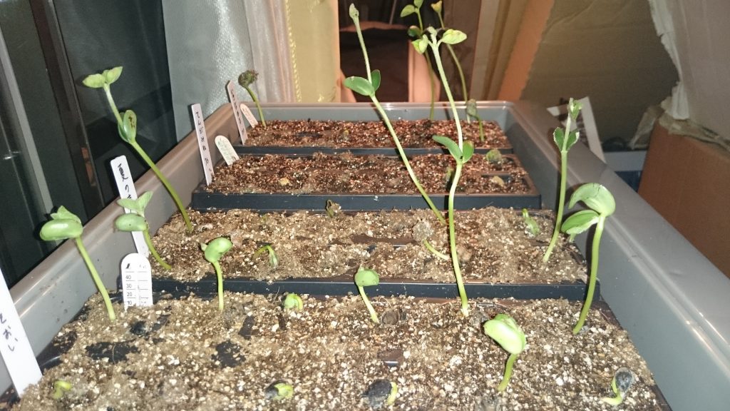 枝豆の苗を作ろう 摘心 断根編 パンタロン